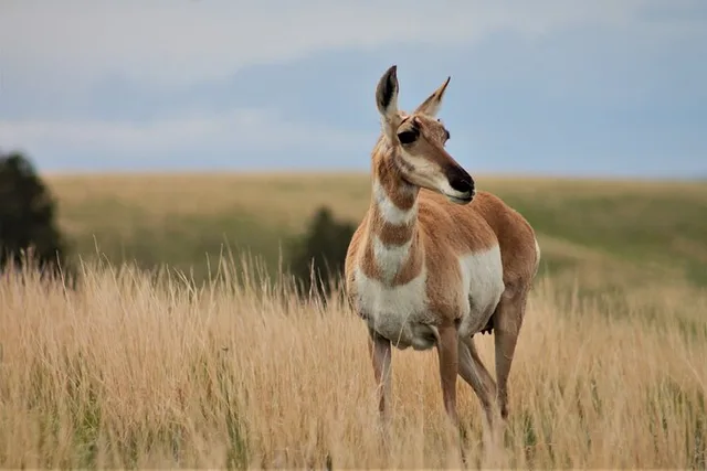 Southern Black Hills Wind Cave and Wildlife Tour - Image 5