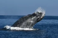 San Diego Whale and Dolphin Watching Tour thumbnail 6