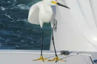 Sarasota Sunset Charter thumbnail 2