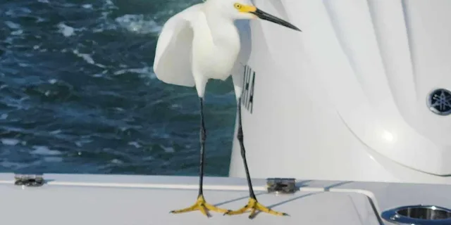 Sarasota Sunset Charter - Image 2