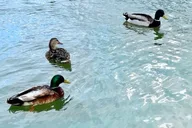Annapolis Duck Painting Activity on the Docks thumbnail 3