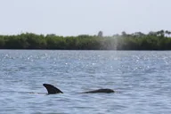 Indian River Shores Dolphin and Wildlife Kayak Tour 90 min thumbnail 5