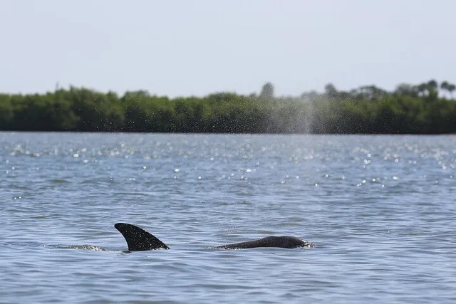 Indian River Shores Dolphin and Wildlife Kayak Tour 90 min - Image 5