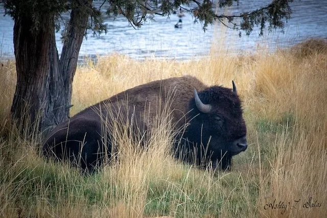 Flathead Lake Scenic Driving Tour - Image 5