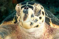 Key Largo Snorkel Tour - 2 Sites thumbnail 4