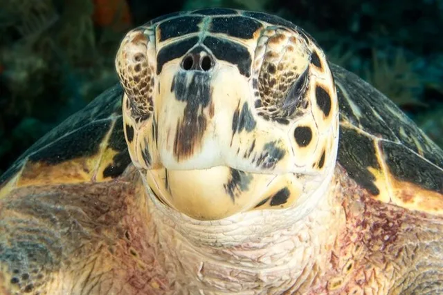 Key Largo Snorkel Tour - 2 Sites - Image 4