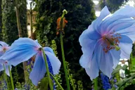 Philadelphia Longwood Gardens Holiday Lights Tour thumbnail 2