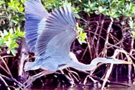 Naples Manatee Sightseeing and Wildlife Boat Tour thumbnail 5