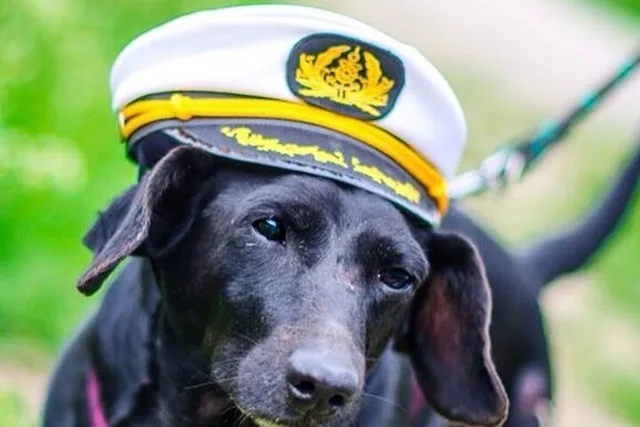 Boston Harbor Dog-Friendly Cruise 90 min - Image 3