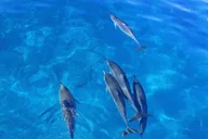 Kona Dolphin Watch Snorkel and BBQ Tour thumbnail 6