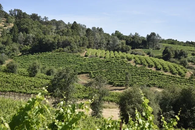 Placerville Wine Tasting Tour - Image 2