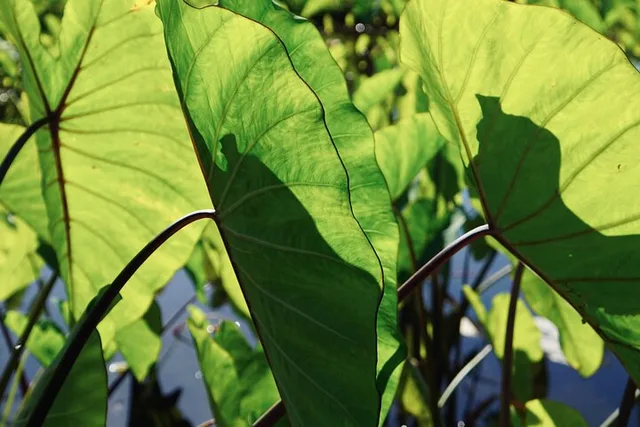 Maui Reforestation and Polynesian Agriculture Tour - Image 2