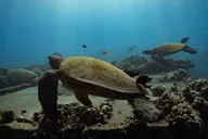 Wailea Snorkeling Experience for First Timers thumbnail 3