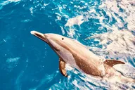 Oahu Dolphin Watching and Turtle Snorkeling thumbnail 1