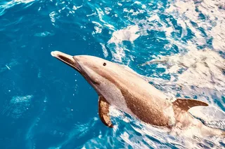 Oahu Dolphin Watching and Turtle Snorkeling