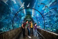 Las Vegas Shark Reef Aquarium Experience thumbnail 3