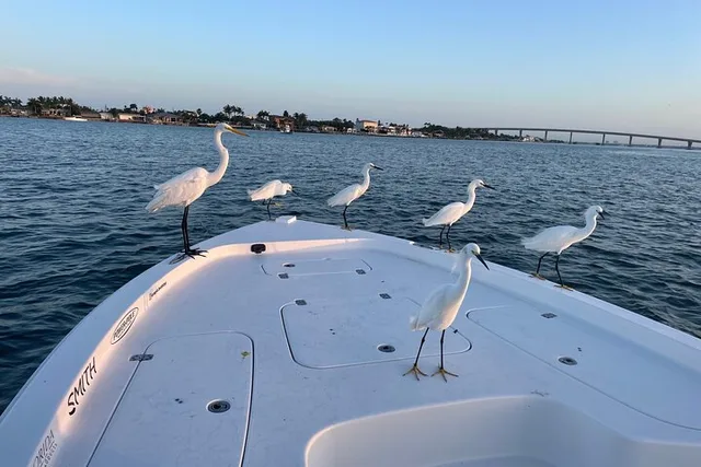 St. Petersburg Dolphin Watching and Island Excursion - Image 5