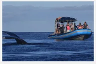 Maui Whale Watching Tour 1.5 hr thumbnail 2