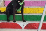 Los Angeles Secret Painted Stairs Walking Tour thumbnail 2