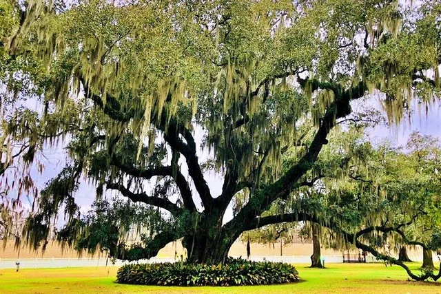 New Orleans City and Destrehan Plantation Tour - Image 6