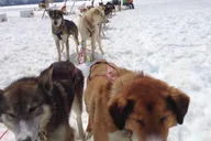 Juneau Helicopter Dogsledding on Herbert Glacier thumbnail 5
