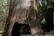 San Francisco Yosemite Private Tour thumbnail 3