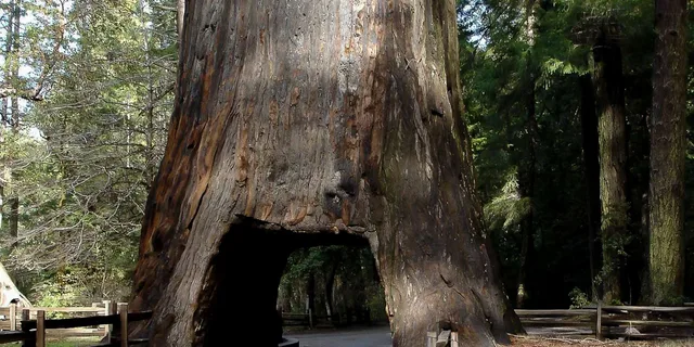 San Francisco Yosemite Private Tour - Image 3