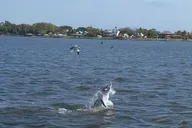 Cocoa Village Dolphin and Manatee Pontoon Tour thumbnail 4