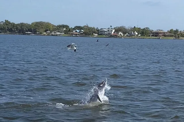 Cocoa Village Dolphin and Manatee Pontoon Tour - Image 4