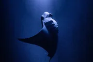 Hawaii Manta Night Dive and Snorkel 3 hr thumbnail 1