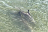 Hilton Head Dolphin and Nature Boat Tour 90 Min thumbnail 6