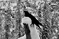 Yosemite Winter Highlights Small Group Tour thumbnail 6