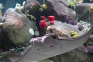 New York Aquarium Entry Ticket thumbnail 3