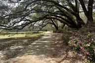 Charleston Tea Plantation and Winery Tour thumbnail 4