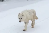 Gardiner Wildlife & Wolf Private Tour with Lunch thumbnail 2