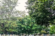 Salem Hocus Pocus Movie Locations Walking Tour thumbnail 5