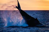 Waikiki Glass Bottom Boat Sunset Cruise thumbnail 3