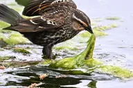 Washington DC Wildlife Photography Tour thumbnail 5