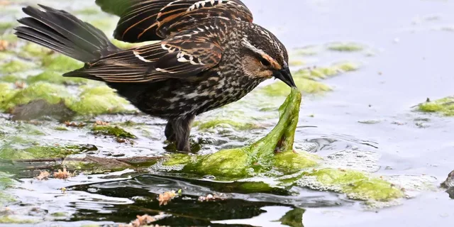 Washington DC Wildlife Photography Tour - Image 5