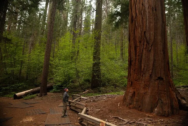 Yosemite High Country Tour & Hike - Image 2
