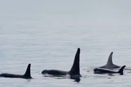 Seward Orca Quest Cruise in Resurrection Bay 4 hr thumbnail 5