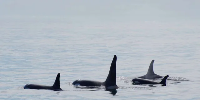 Seward Orca Quest Cruise in Resurrection Bay 4 hr - Image 5