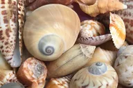 Marco Island Barrier Island Shelling Tour thumbnail 5