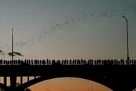 Austin Sunset Bat Watching Kayak Tour thumbnail 3