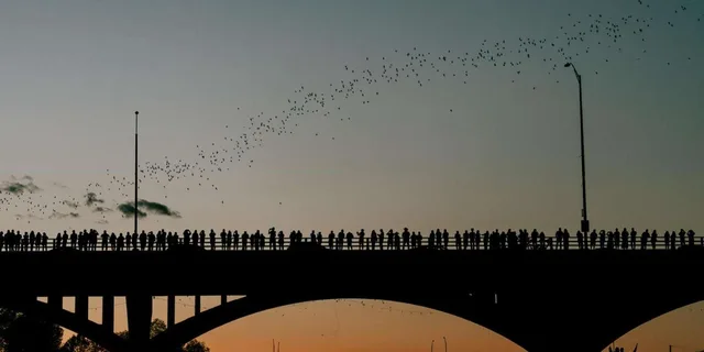Austin Sunset Bat Watching Kayak Tour - Image 3