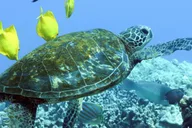 Kona Catamaran Snorkel & Sail 4 hr thumbnail 6
