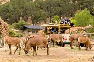 Sonoma Safari Adventure Tour thumbnail 5