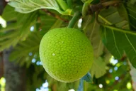 Maui Botanical Garden Experience thumbnail 1