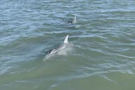 Folly Beach Dolphin and Morris Island Cruise 2 hr thumbnail 3