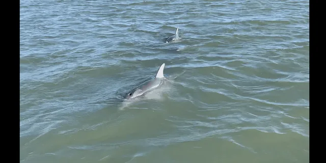 Folly Beach Dolphin and Morris Island Cruise 2 hr - Image 3